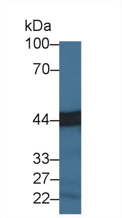 CPA3 Antibody (aa16-417, APC)