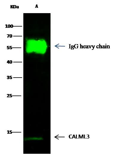 CALML3 Antibody (Preservative Free)