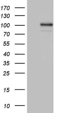 Complement C2 Antibody (aa469-752, clone OTI12G10)