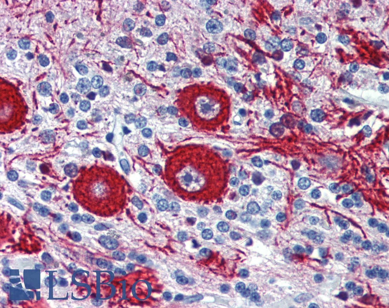 VEZF1 Antibody (aa288-337)