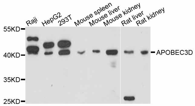 APOBEC3D Antibody