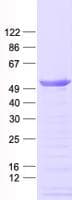 Human C12orf50 Protein (Recombinant His, N-Terminal)