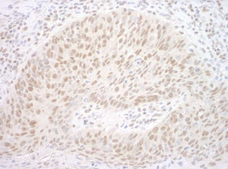 CBX7 Antibody (aa201-251)