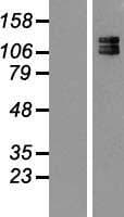 NEFM / NF-M Protein (Over-Expression Lysate Myc-DDK (Flag))