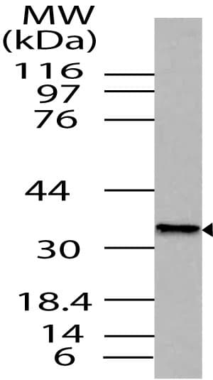 NANOG Antibody