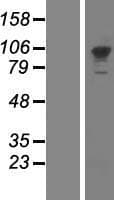 PMS2 Protein (Over-Expression Lysate Myc-DDK (Flag))