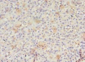 RAB30 Antibody (Biotin)