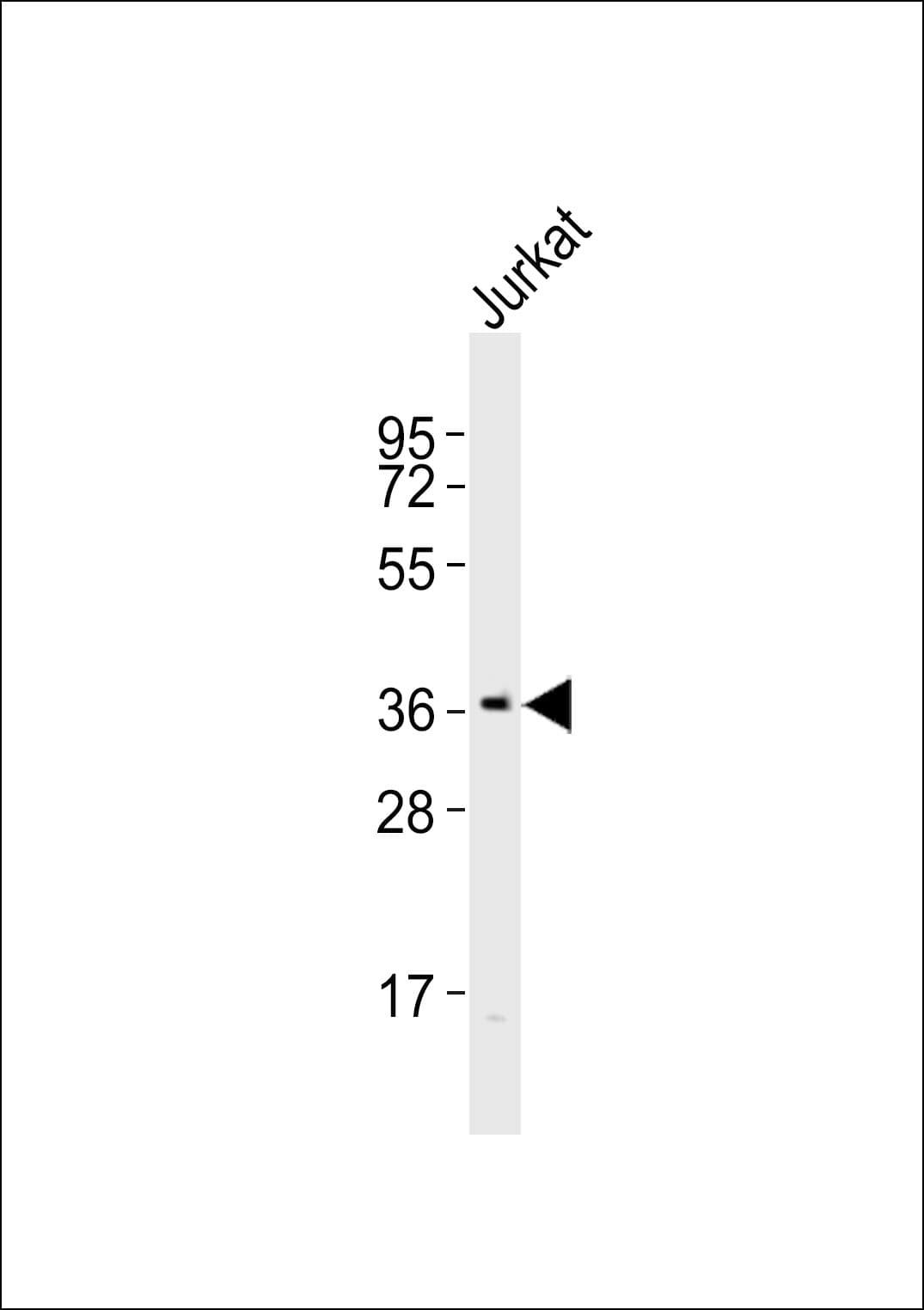 Polyclonal Rabbit anti-Human ELAVL1 / HUR Antibody (WB)