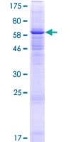 Human NXPE1 / FAM55A Protein (Recombinant GST)