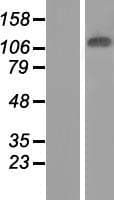 JMJD7 Protein (Over-Expression Lysate Myc-DDK (Flag))