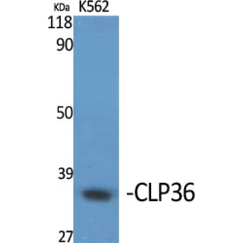 PDLIM1 Antibody (30-110 aa, Internal)