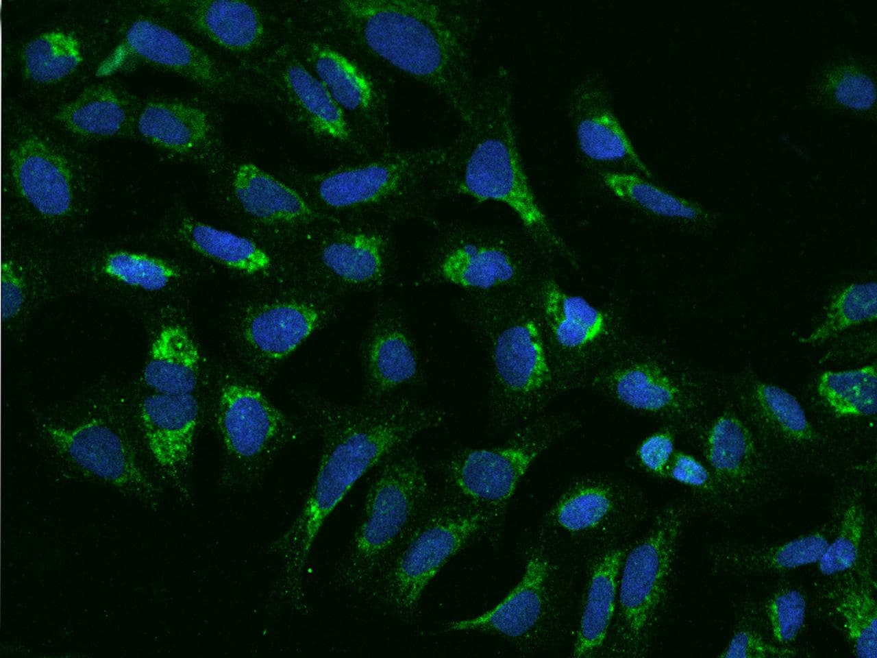 COX17 Antibody