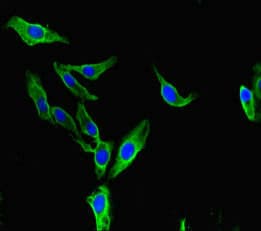 Polyclonal Rabbit anti-Human BAZ2A / TIP5 Antibody (IF)