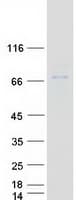 Human ERO1A / ERO1L Protein (Recombinant Myc-DDK (Flag))