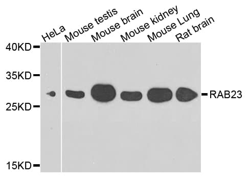 RAB23 Antibody