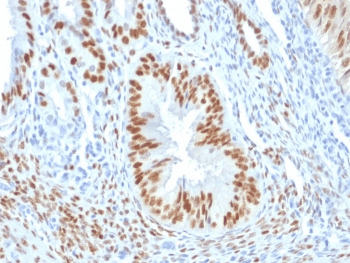 Estrogen Receptor Antibody (aa2-185, clone ER506, Azide-free, BSA-free)