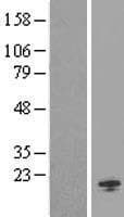 ORMDL1 Protein (Over-Expression Lysate Myc-DDK (Flag))