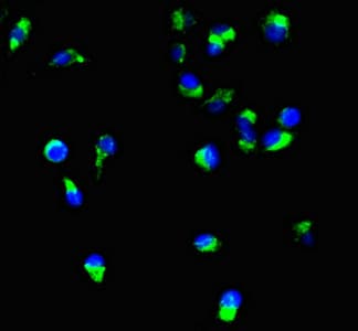 PODXL / Podocalyxin Antibody (clone 4D2G7)
