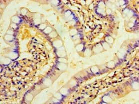 TMEM44 Antibody (aa269-439)