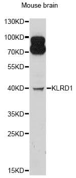 KLRD1 / CD94 Antibody