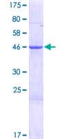 Human MRPS28 Protein (Recombinant GST)