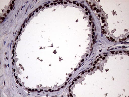 XRN2 Antibody (aa677-779, clone OTI5F4)