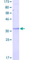 Human RPS27A Protein (Recombinant GST)