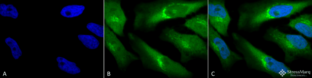 BLVRA Antibody (Atto 594)