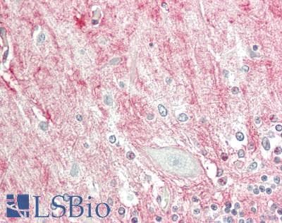 IHC-plus™ AQP4 / Aquaporin 4 Antibody