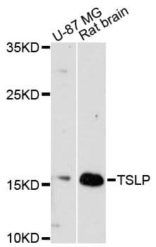 Polyclonal Rabbit anti-Human TSLP Antibody (WB)