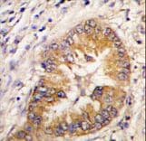 CDCA8 / Borealin Antibody (aa115-144)
