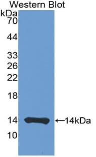 CD40L Antibody (aa180-261, Cy3)
