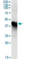 MAT / MAT1A Antibody (clone 4D11)