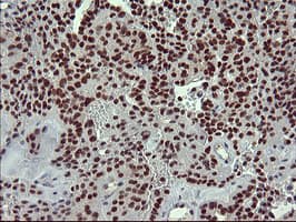 RAPGEF1 Antibody (clone OTI2F5)