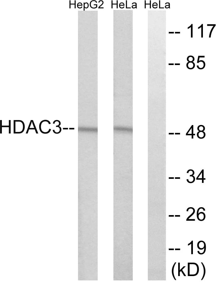HDAC3 Antibody (aa379-428)