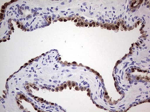 NKX3-1 Antibody (clone OTI6E7, Carrier-free)