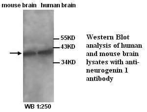 NEUROG1 / NGN1 / Neurogenin 1 Antibody (N-Terminus)