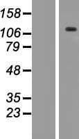 ANKRD35 Protein (Over-Expression Lysate Myc-DDK (Flag))