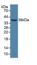 HPR Antibody (aa70-332, APC)