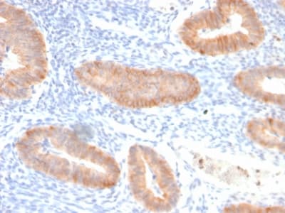 IL-10 Antibody (clone IL10/2651R)
