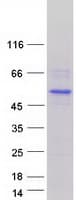 Human IRF2 Protein (Recombinant Myc-DDK (Flag))