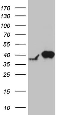 RFC3 Antibody (clone OTI1C7)