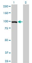 Monoclonal Mouse anti-Human TCEB3 / Elongin A Antibody (clone 3E2, WB)