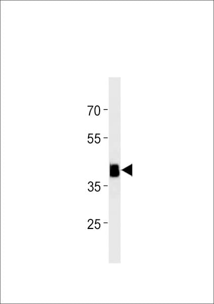 hoxc11a Antibody (aa1-30)