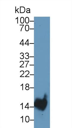TFF2 / SP Antibody (aa27-129, APC)