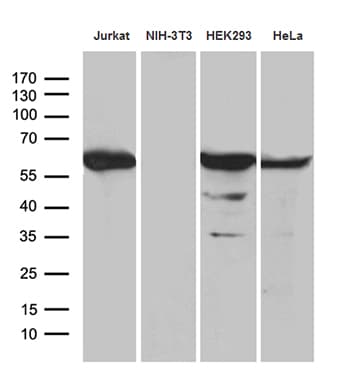 PPP2R1B Antibody (aa19-601, clone OTI8B6)