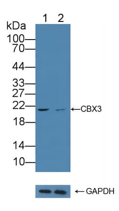 CBX3 / HP1 Gamma Antibody (aa1-183)