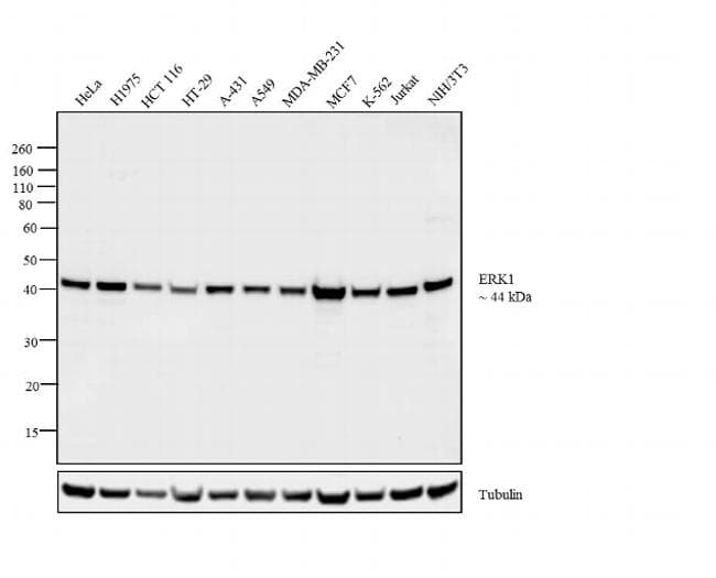 Monoclonal Mouse anti-Human MAPK3 / ERK1 Antibody (clone 100000, IHC, IF, WB)