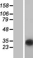 CUTC Protein (Over-Expression Lysate Myc-DDK (Flag))