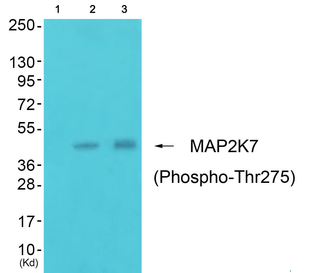 MAP2K7 / MEK7 Antibody (phospho-Thr275)